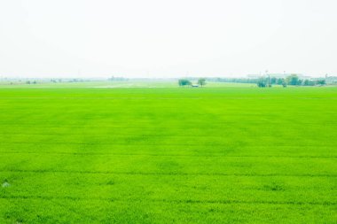 Pirinç tarlasının uçan insansız hava aracı yeşil desenli doğa arka planı, pirinç tarlası.