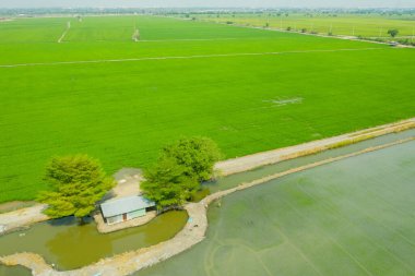 Pirinç tarlasının uçan insansız hava aracı yeşil desenli doğa arka planı, pirinç tarlası.