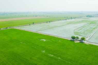 Pirinç tarlasının uçan insansız hava aracı yeşil desenli doğa arka planı, pirinç tarlası.
