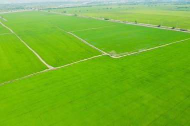 Pirinç tarlasının uçan insansız hava aracı yeşil desenli doğa arka planı, pirinç tarlası.