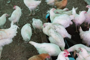 Tavuk hasta ve yerde uyuyor.