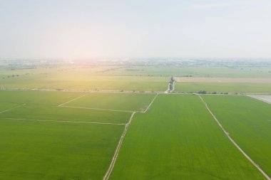 Pirinç tarlasının uçan insansız hava aracı yeşil desenli doğa arka planı, pirinç tarlası.