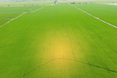 Pirinç tarlasının uçan insansız hava aracı yeşil desenli doğa arka planı, pirinç tarlası.