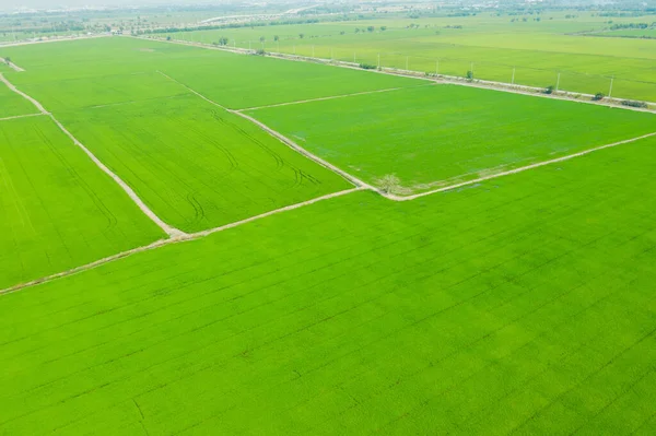 Aerial View Flying Drone Field Rice Landscape Green Pattern Nature — Stock Photo, Image