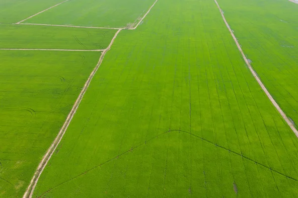 Veld Achtergrond Top Uitzicht Landschap Natuur — Stockfoto