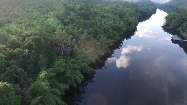 Vue Dessus Rivière Forêt Grand Arbre — Video