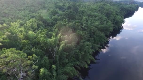Vue Dessus Rivière Forêt Grand Arbre — Video