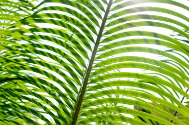 yeşil yapraklar doğal arkaplan duvar kağıdı, yaprak dokusu, metin için boşluk bırakır