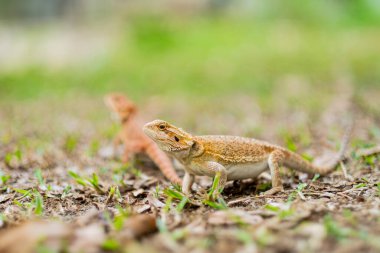 Sakallı ejderha bulanık sırtlı