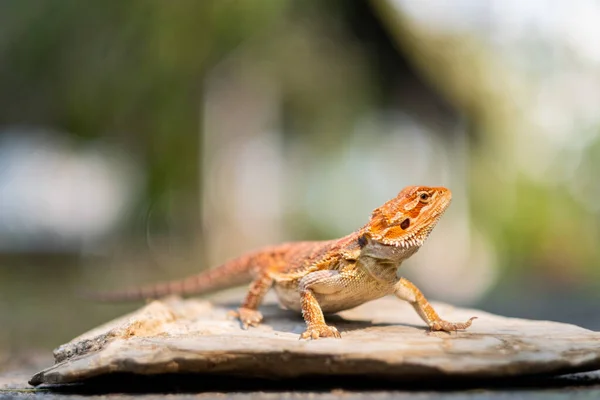 Skäggig Drake Marken Med Suddig Backgroun — Stockfoto