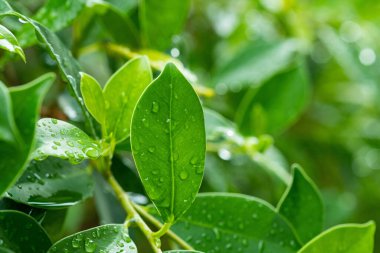 Terkedilmiş su, yeşil yaprak doğa
