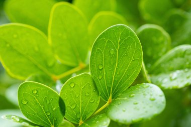 Terkedilmiş su, yeşil yaprak doğa