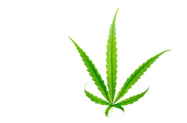 Beyaz arkaplanda marihuana yaprakları