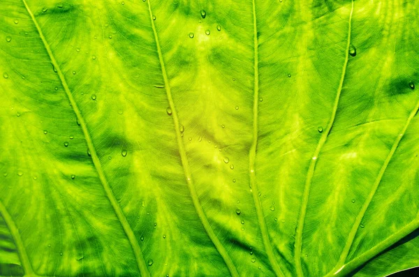 Folhas Verdes Parede Fundo Folha Parede Natureza Backgroun — Fotografia de Stock