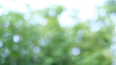 yeşil bokeh arkaplanı, bulanık arkaplan bırak