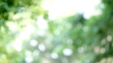 yeşil bokeh arkaplanı, bulanık arkaplan bırak
