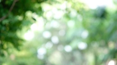 yeşil bokeh arkaplanı, bulanık arkaplan bırak