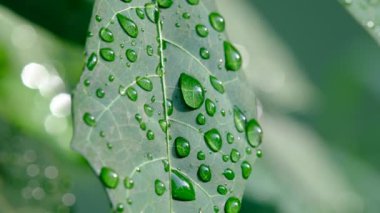 Terkedilmiş su, yeşil yaprak doğa 