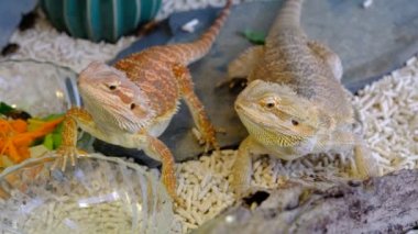 Bulanık geçmişi olan sakallı ejderha.