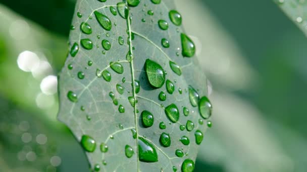 Water Verlof Achtergrond Groene Blad Natuur — Stockvideo