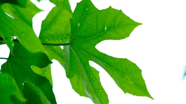 Agua Fondo Licencia Naturaleza Hoja Verde — Vídeo de stock