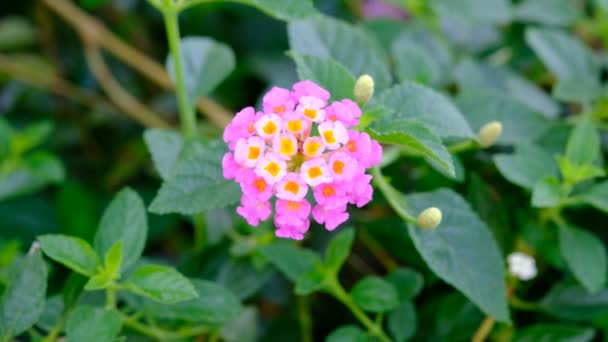 Piękne Tło Kwiat Kolorowa Natura — Wideo stockowe