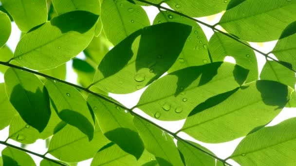 Eau Sur Fond Congé Feuille Verte Nature — Video