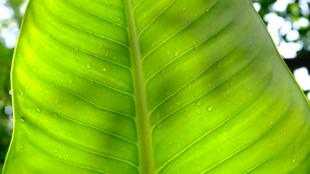 Agua Fondo Licencia Naturaleza Hoja Verde — Vídeo de stock