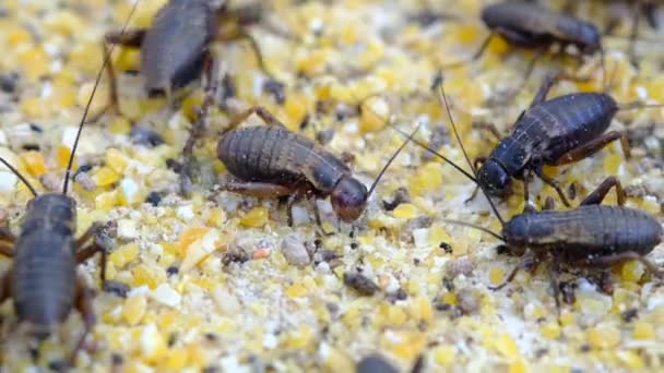 Primer Plano Grillos Comer Alimentos Pequeño Insecto — Vídeos de Stock