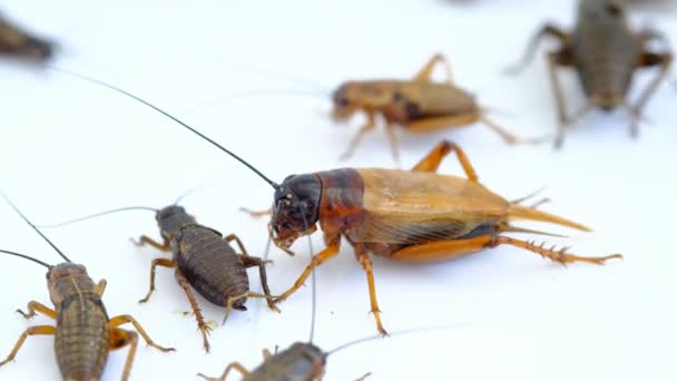 Primer Plano Grillos Comer Alimentos Pequeño Insecto — Vídeos de Stock