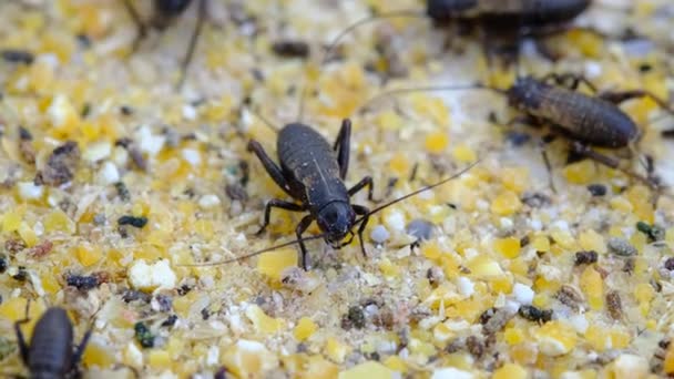 Closeup Crickets Eating Food Small Bug — Stock Video