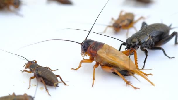 Primer Plano Grillos Comer Alimentos Pequeño Insecto — Vídeos de Stock