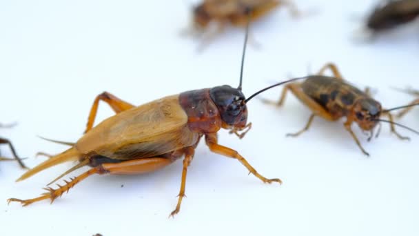 Primer Plano Grillos Comer Alimentos Pequeño Insecto — Vídeos de Stock