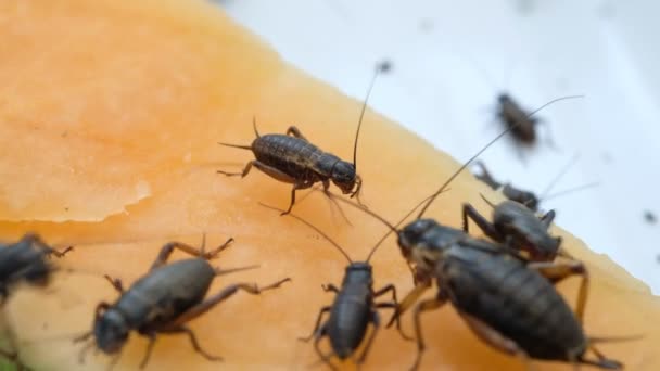 Primer Plano Grillos Comer Alimentos Pequeño Insecto — Vídeos de Stock