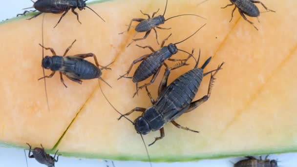 Primer Plano Grillos Comer Alimentos Pequeño Insecto — Vídeos de Stock