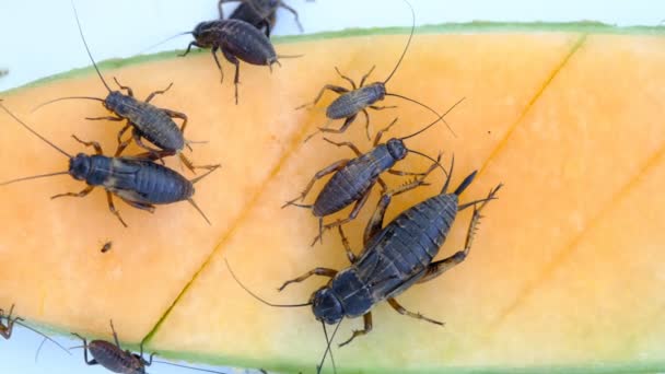 Primer Plano Grillos Comer Alimentos Pequeño Insecto — Vídeos de Stock