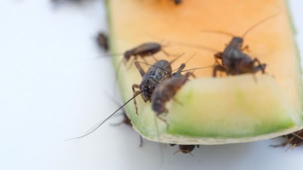 Primer Plano Grillos Comer Alimentos Pequeño Insecto — Vídeos de Stock