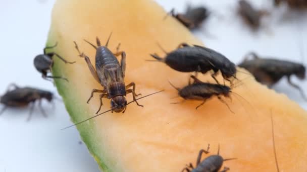 Närbild Syrsor Äta Mat Liten Bugg — Stockvideo