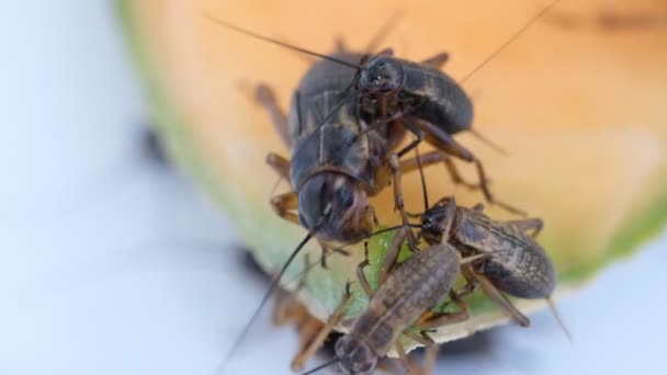 Primer Plano Grillos Comer Alimentos Pequeño Insecto — Vídeos de Stock