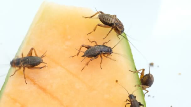 Primer Plano Grillos Comer Alimentos Pequeño Insecto — Vídeos de Stock