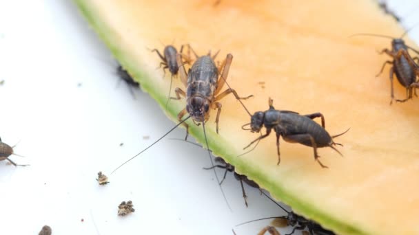Primer Plano Grillos Comer Alimentos Pequeño Insecto — Vídeos de Stock