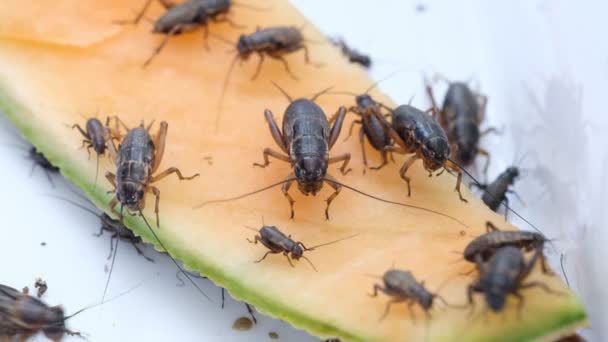 Primer Plano Grillos Comer Alimentos Pequeño Insecto — Vídeos de Stock