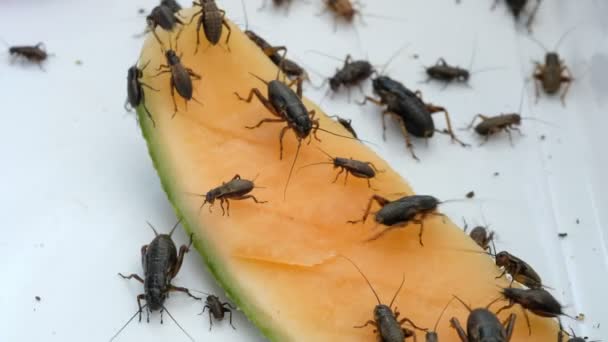 Primer Plano Grillos Comer Alimentos Pequeño Insecto — Vídeos de Stock