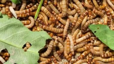 Kapalı kuş solucanı, hayvanlar için yiyecek, böcek