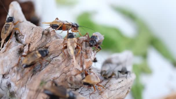 Closeup Crickets Eating Food Small Bug — Stock Video