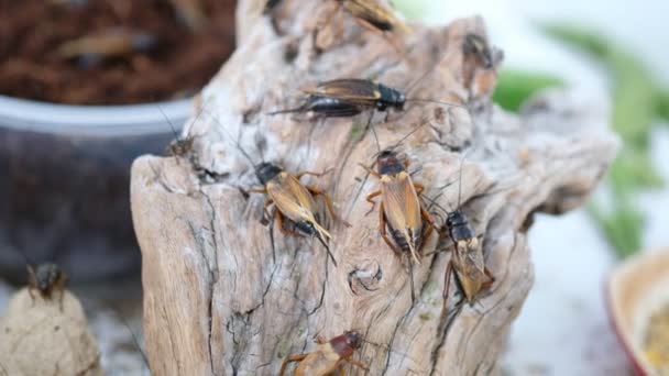 Primer Plano Grillos Comer Alimentos Pequeño Insecto — Vídeos de Stock