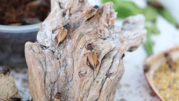 Primer Plano Grillos Comer Alimentos Pequeño Insecto — Vídeos de Stock