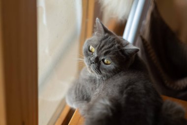 Yerde bir kedinin yakın plan çekimi, ev hayvanı.