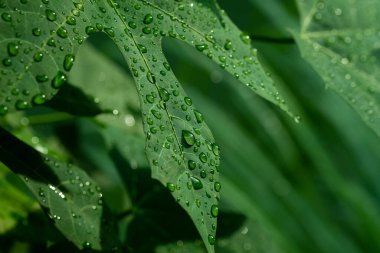 Terkedilmiş su, yeşil yaprak doğa