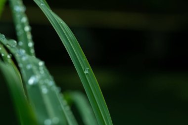 Terkedilmiş su, yeşil yaprak doğa